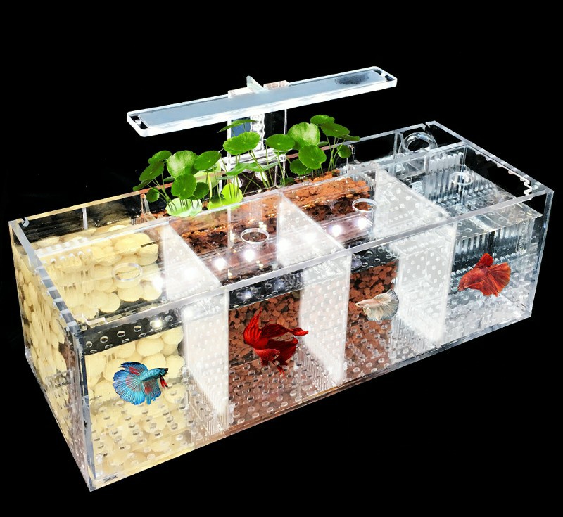 中国斗鱼的养育_观赏鱼类_西南渔业网 水花鱼 水产养殖专业网 渔业