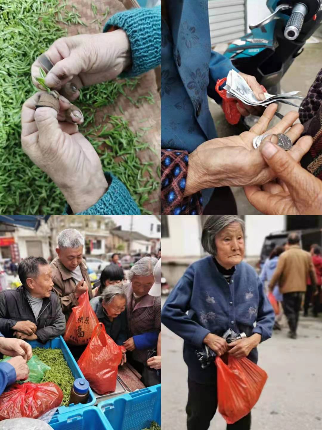 陸桐說茶：許多年后，茶樹長大了，他們卻老了