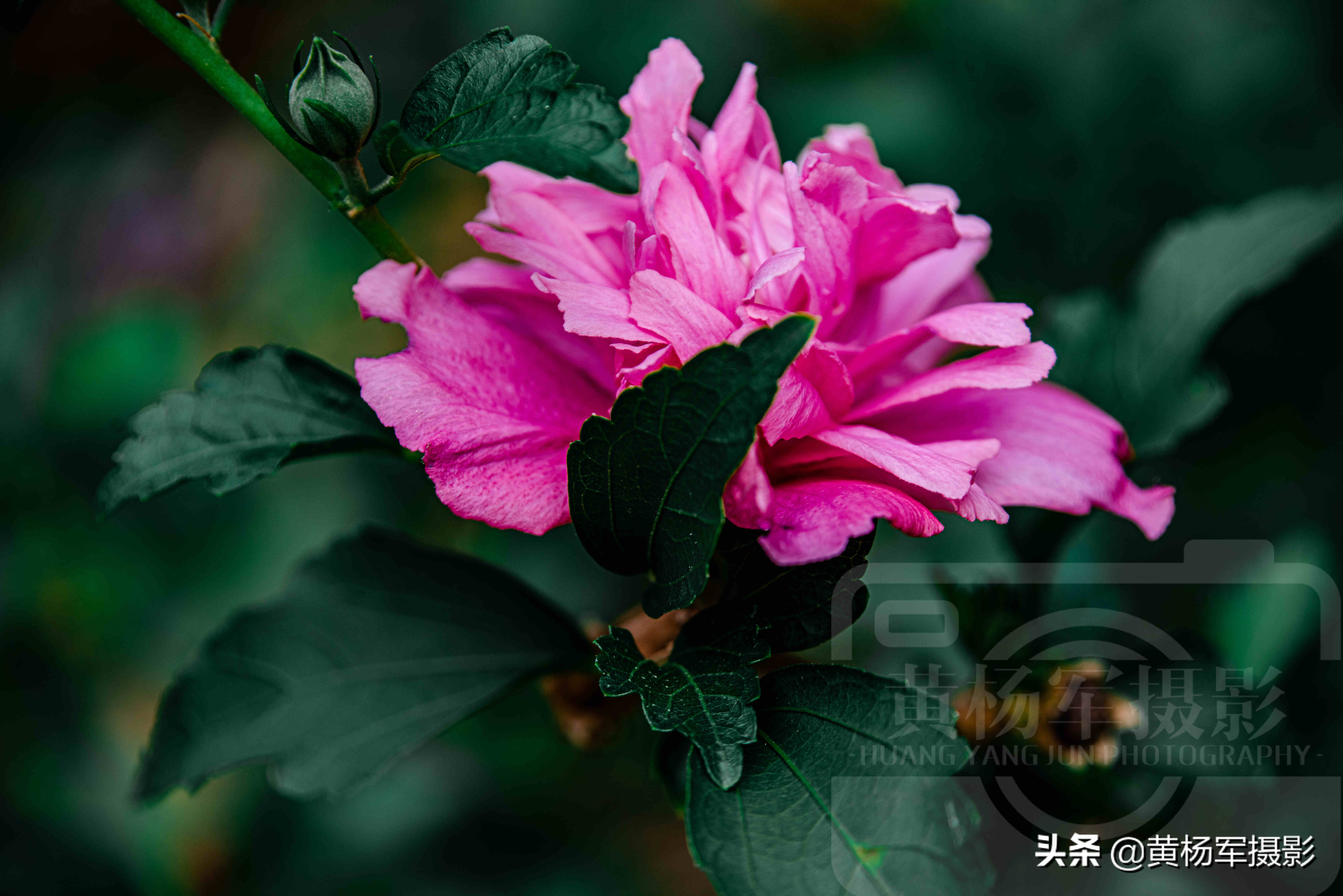 夏日絢爛綻放的木槿花 朝開暮落 豔麗多姿的綠葉紅花非常漂亮 黃楊軍攝影 Mdeditor