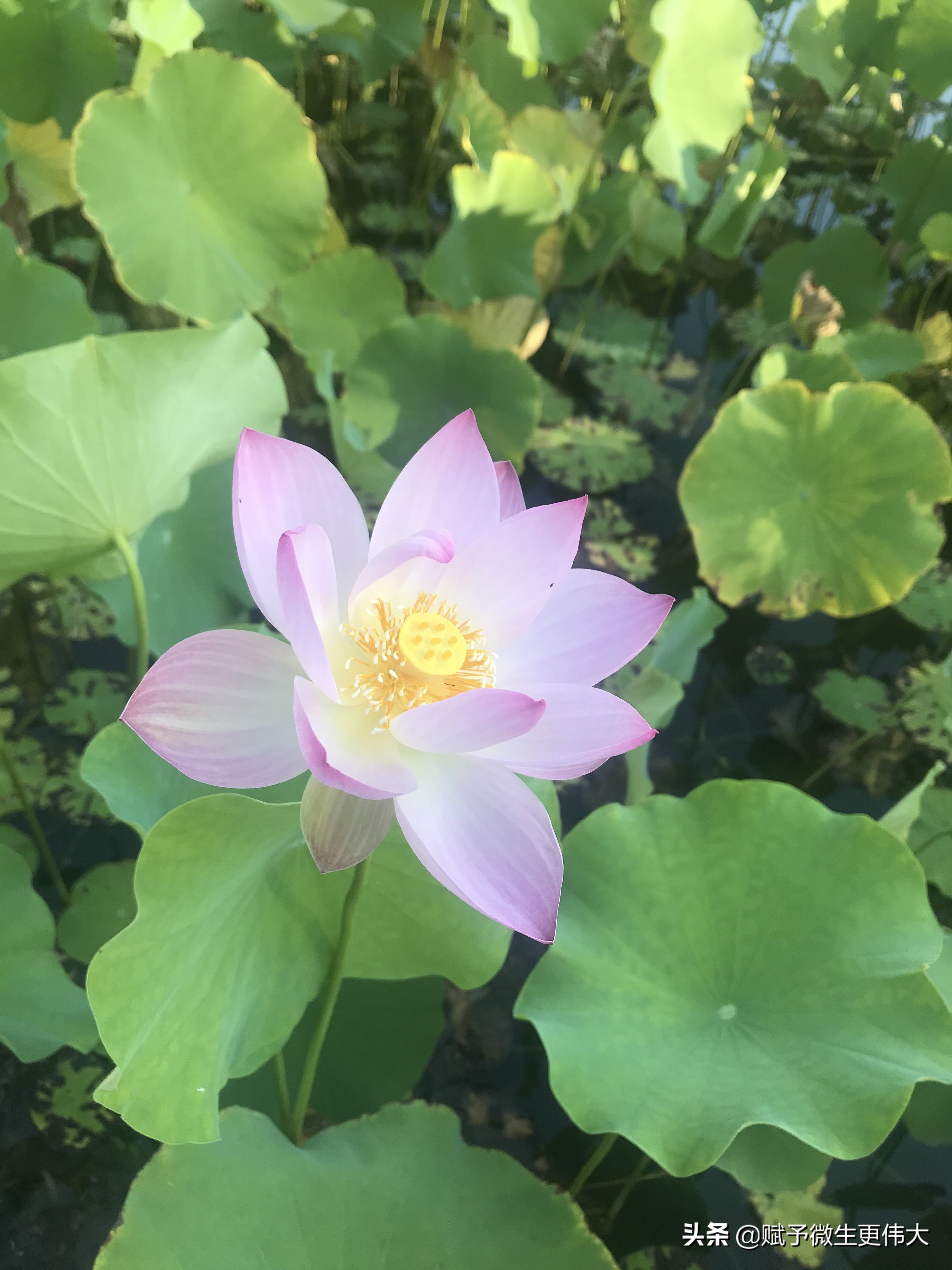 早晚凉——秋胜一日秋