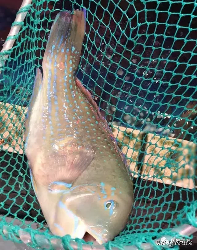 史上最全的顶级“海鱼”海鲜大全,全吃过的你人生就到达了巅峰!