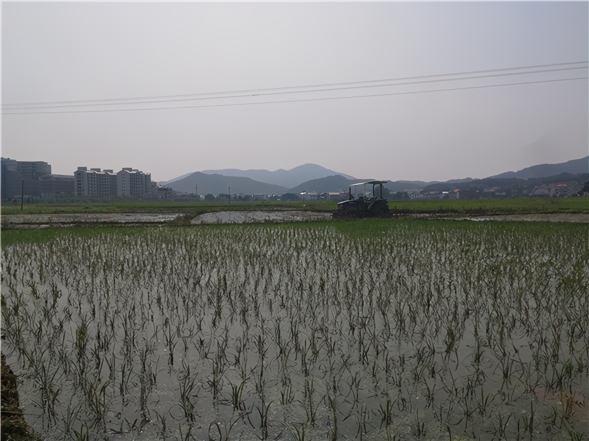 现代职业农民助力衡山开云镇粮食生产规模化