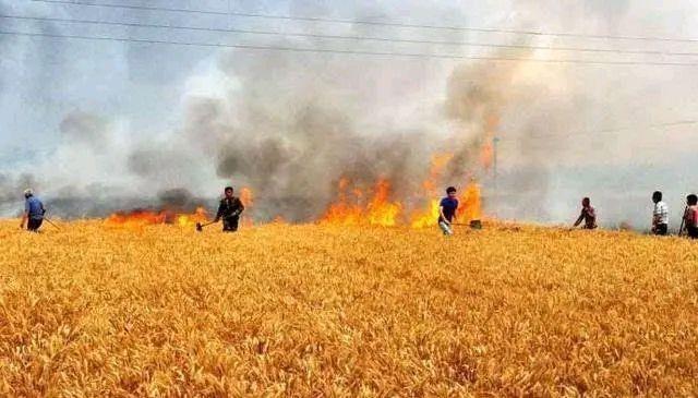 美军烧毁叙利亚两万公顷小麦，这到底是个什么