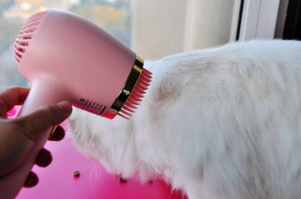 呵护宠物从吹梳开始，嗷喵喵智能宠物吹风梳体验