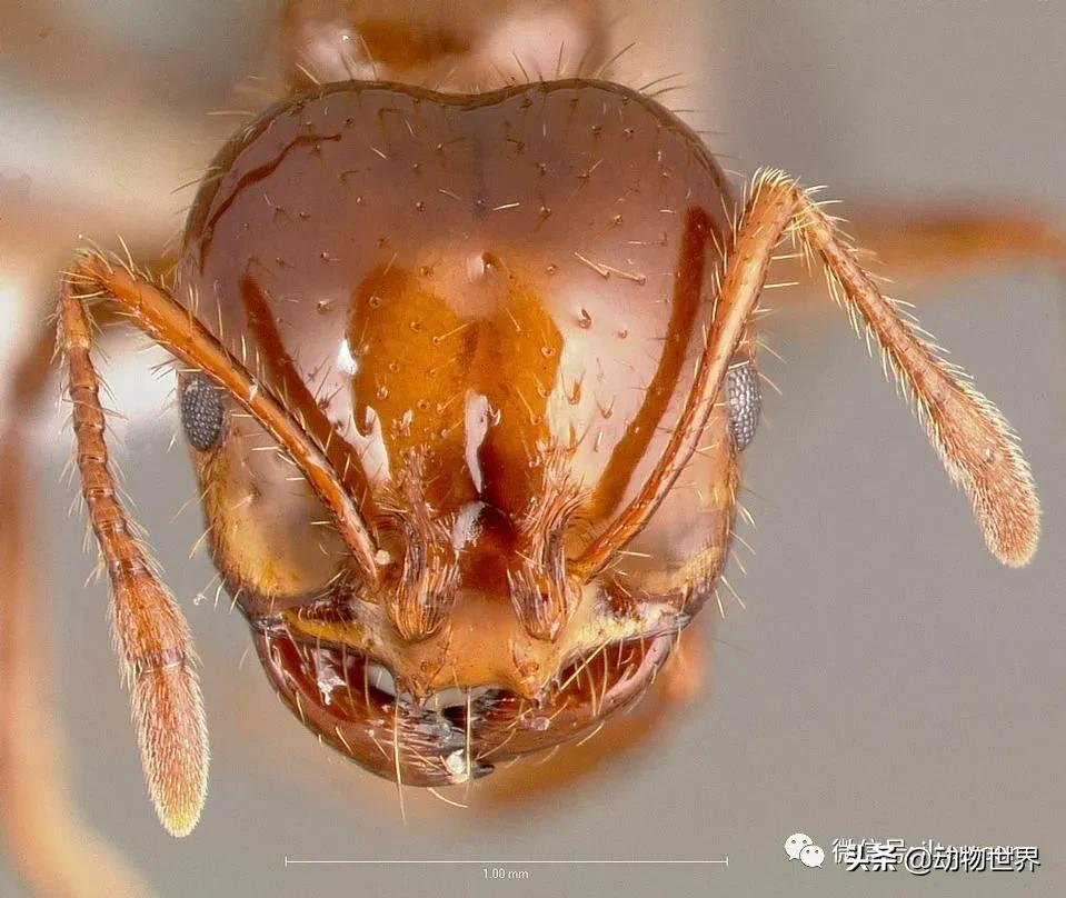 “無敵的”入侵紅火蟻