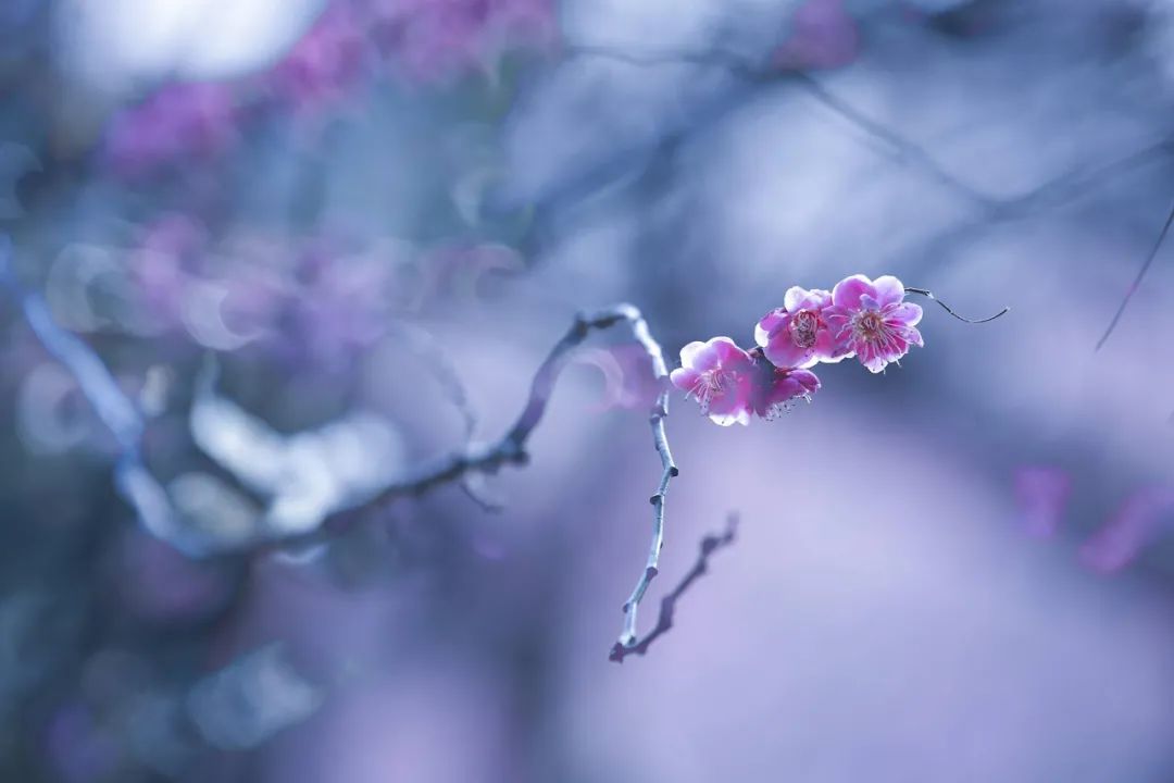 ​梅花香自苦寒来，十首观梅的诗词，一起欣赏美丽的梅花吧-第11张图片-诗句网