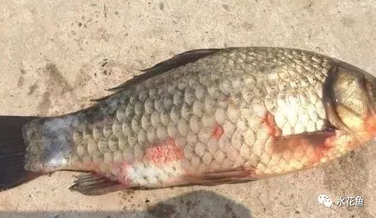 炸鳞病 鲫鱼图片