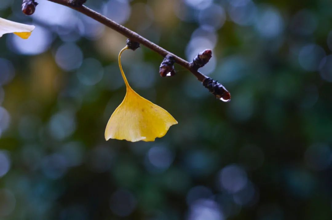 冬天不仅有寒雨，有冰雪，还有诗​-第14张图片-诗句网