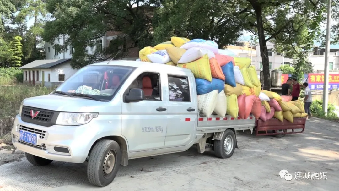 防疫不误农时 连城县夏粮收购全面开启