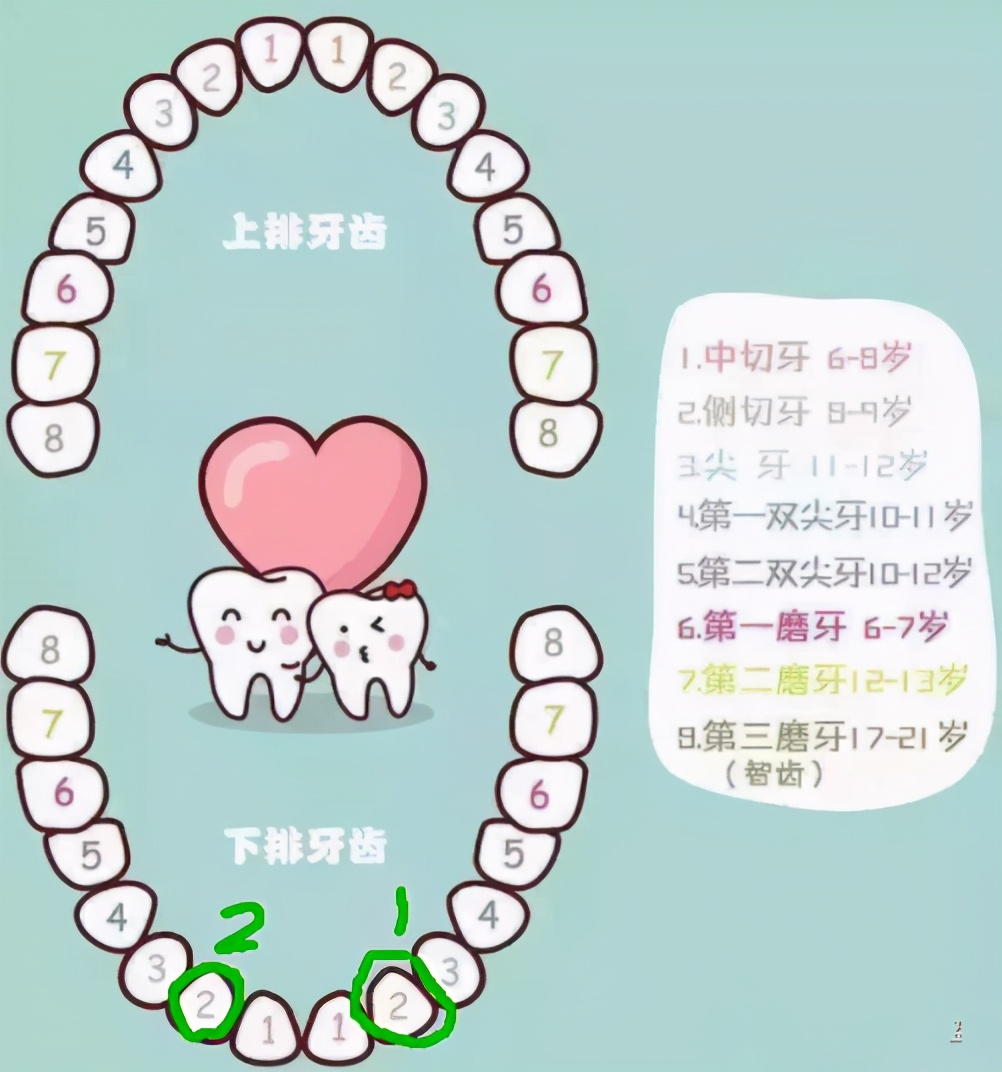 為什麼現在的孩子換個牙這麼費勁？ 乳牙遲遲不掉是缺鈣嗎？
