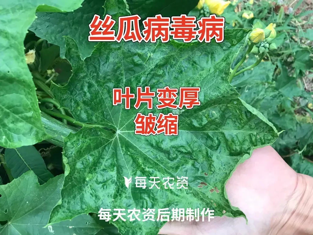 盐酸吗啉胍这些要点,种地打药一定要知道
