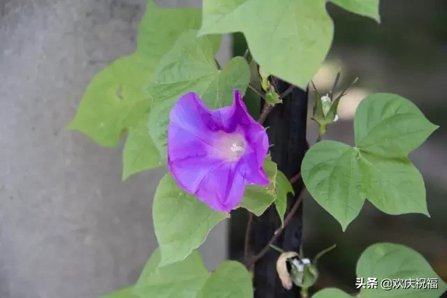 适合早安的话语 早安心语优美的句子集锦图片