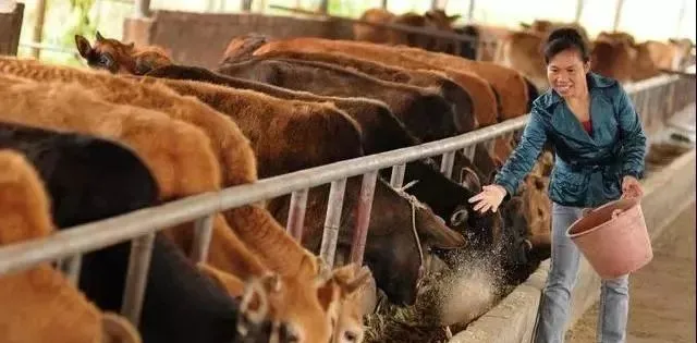 2020年准备养牛的朋友注意啦