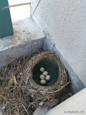 疫情归来后的小惊喜｜别人家的“新舍友”前来