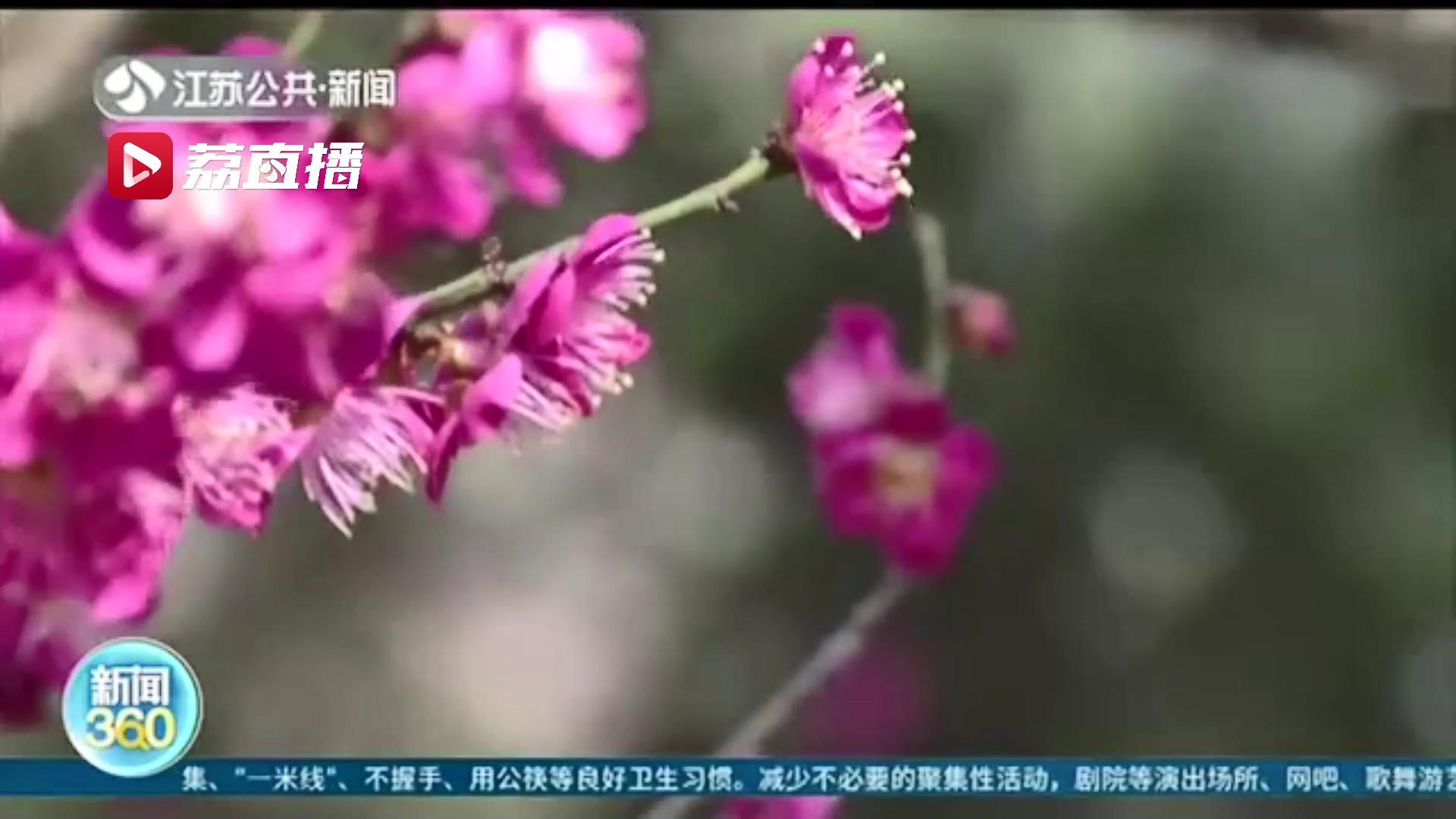 春暖花开俏争春 寻芳赏花正当时 江苏赏花地图已上线