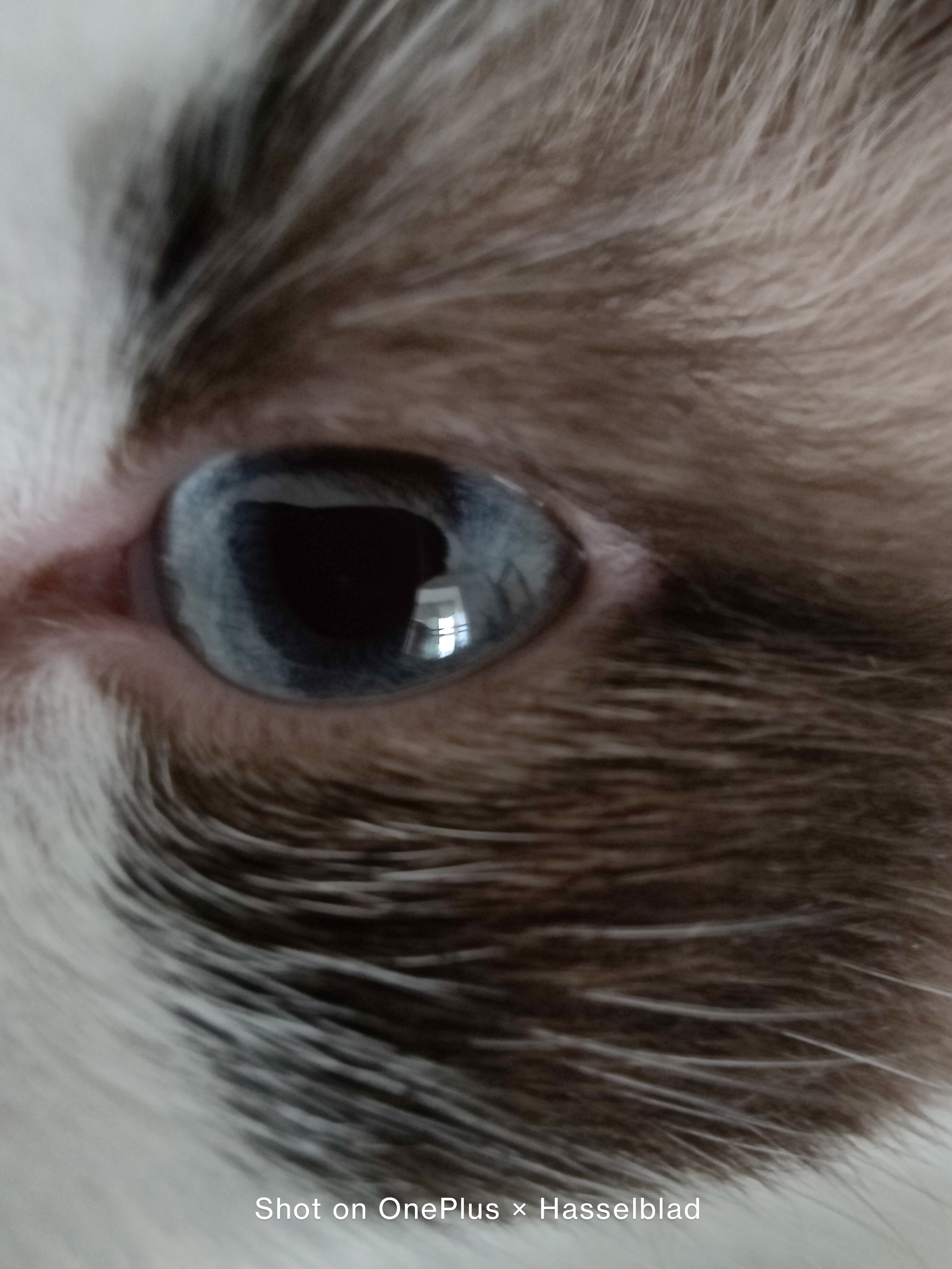 迟来的惊喜：“影像机皇”一加9，半月体验实测报告