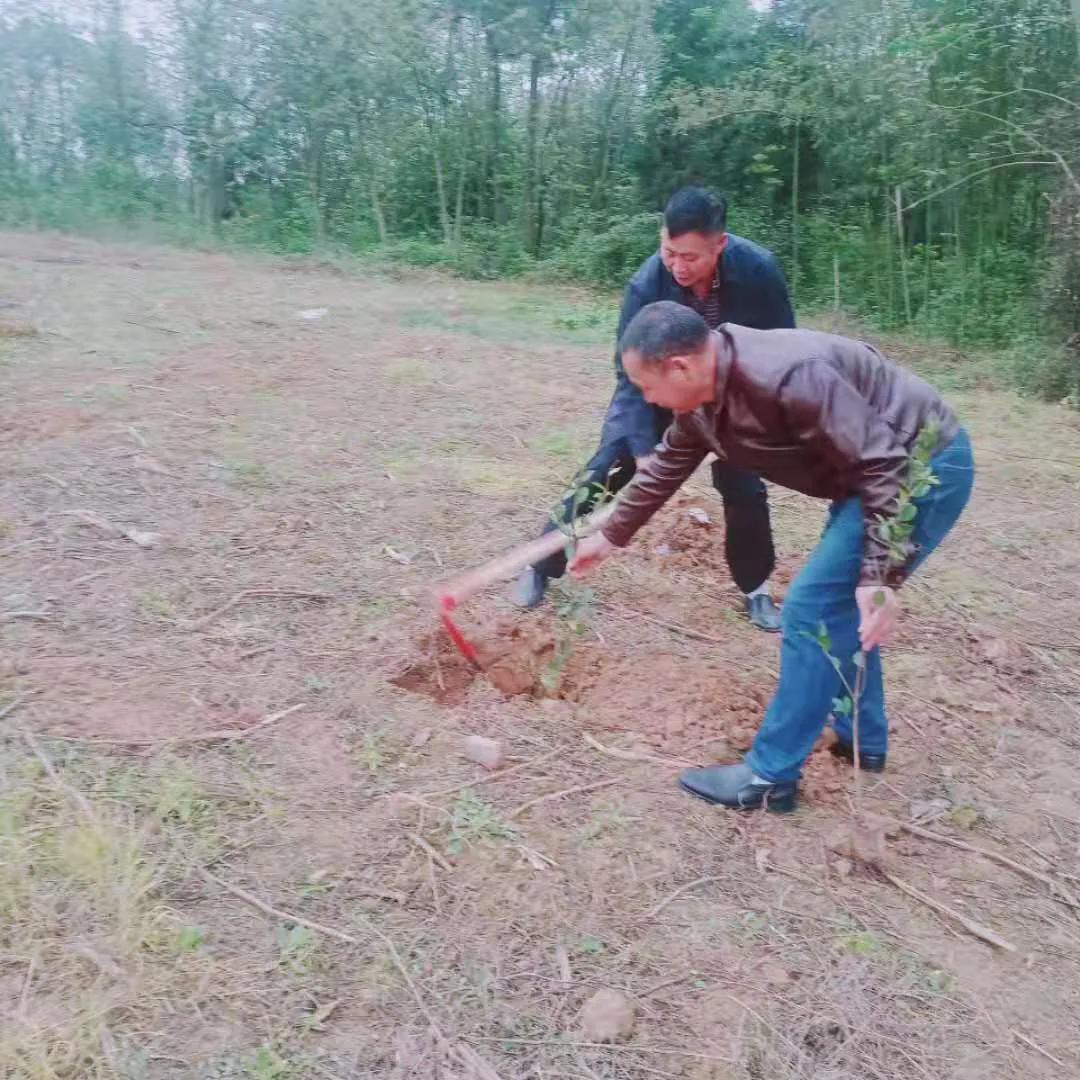 邵阳县谷洲镇：乡村振兴号角响， 油茶栽遍满山岗