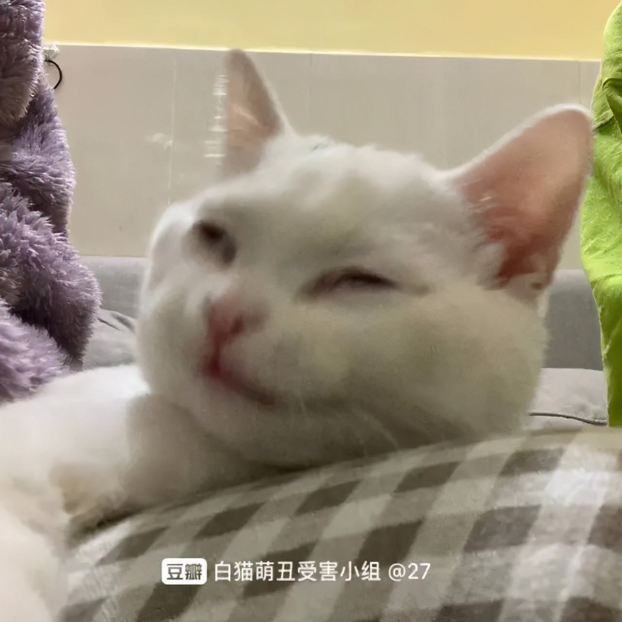 救命 我家的猫越长越丑了 每日豆瓣 Mdeditor