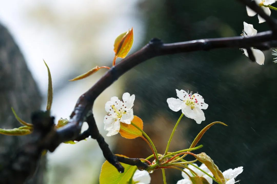 梨花绽放为春来-第2张图片-诗句网