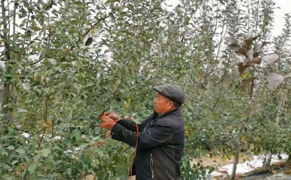 临沂高素质农民培育纪实 | 村支书领办合作社为贫困户架起“脱贫”桥梁