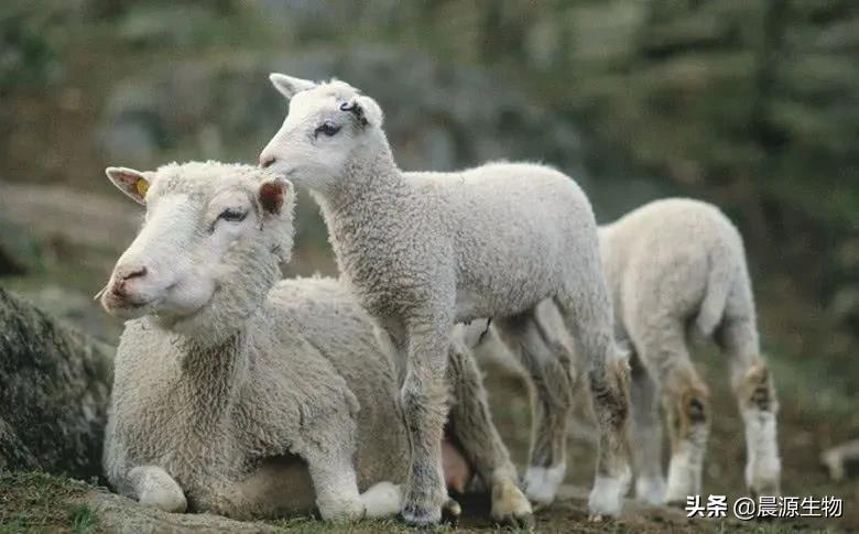 晨源生物——提高母羊年产羔数量的方案