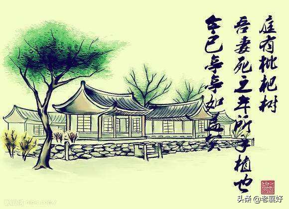 庭有枇杷树的真相， 项脊轩志后文是真的吗图片