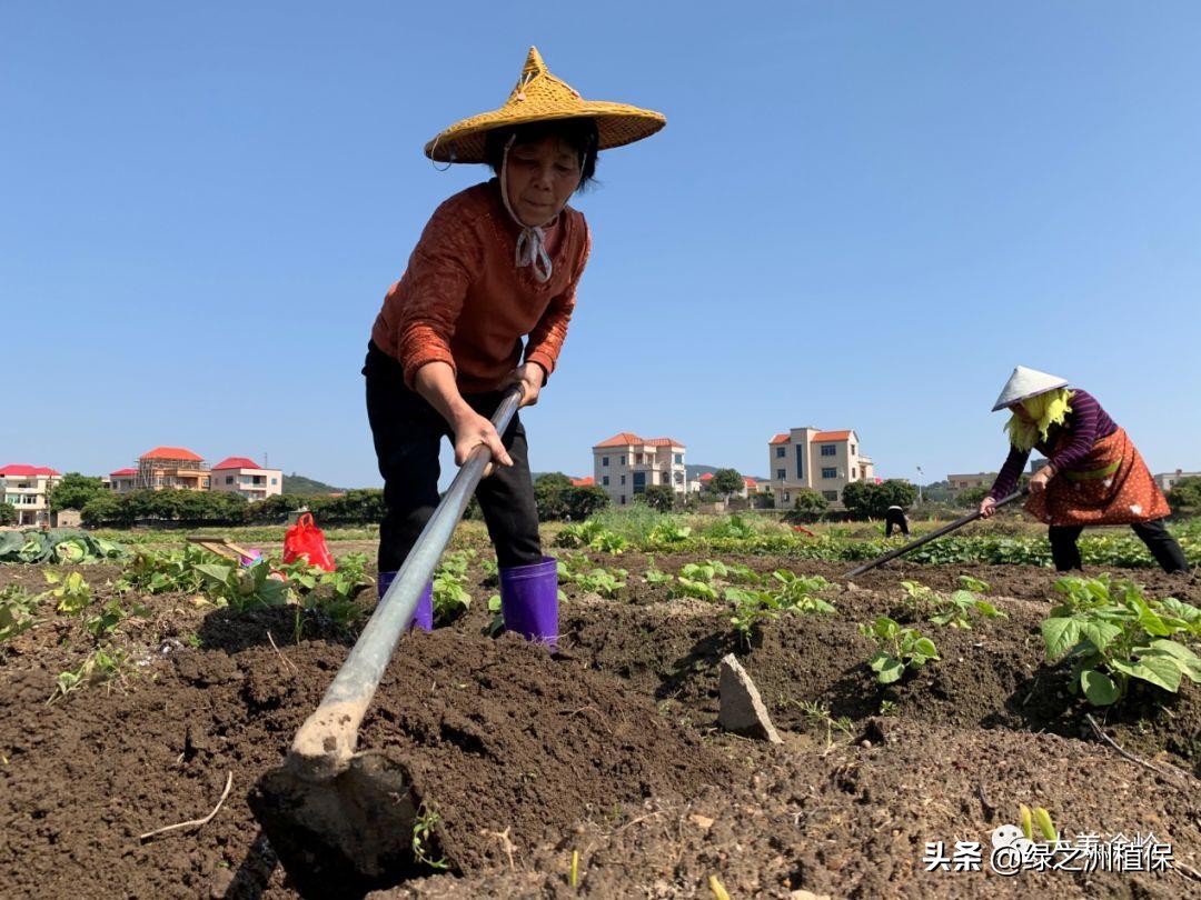 蔬菜全年種植安排計劃表：1-12月種什么菜,全都說清楚了