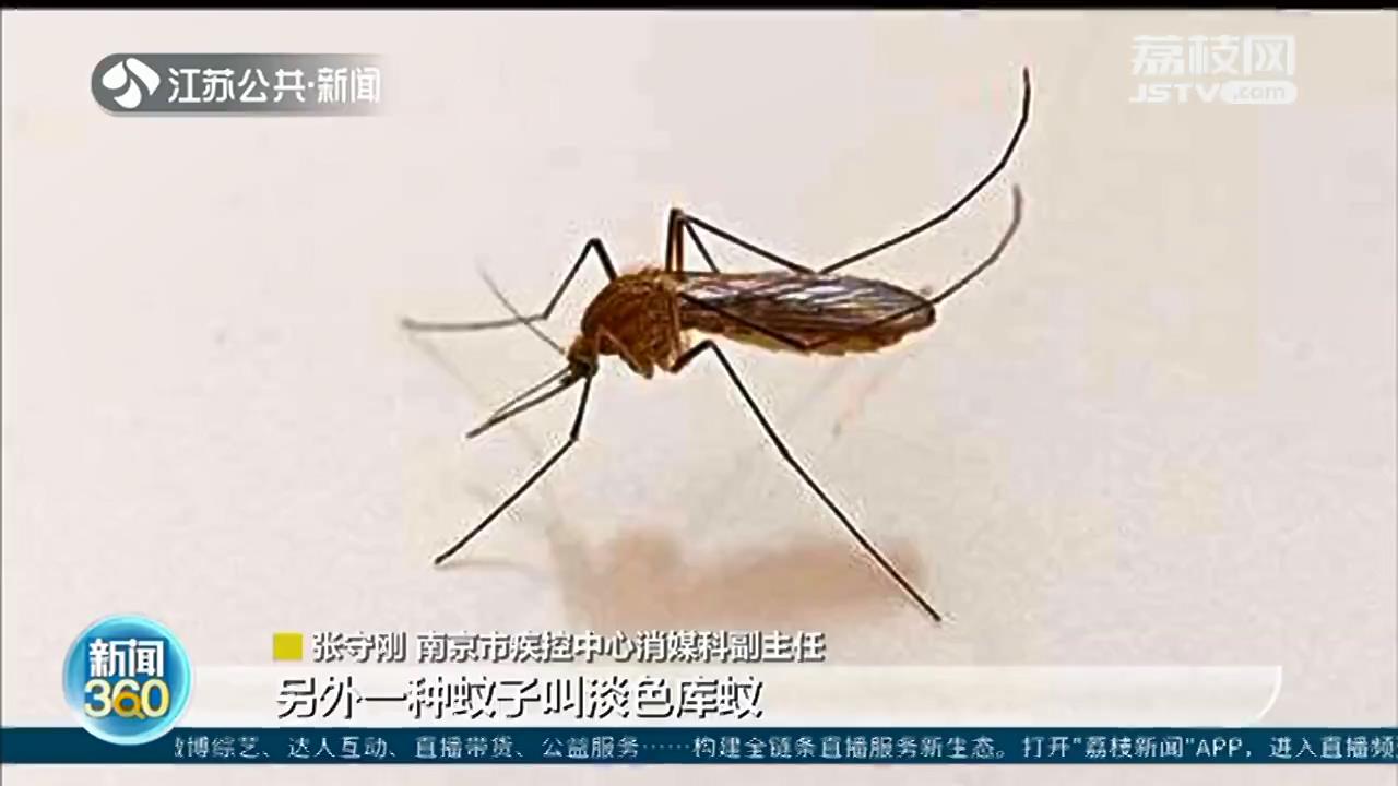 南京9月将迎来“秋蚊子”小高峰 今年蚊子比去年少