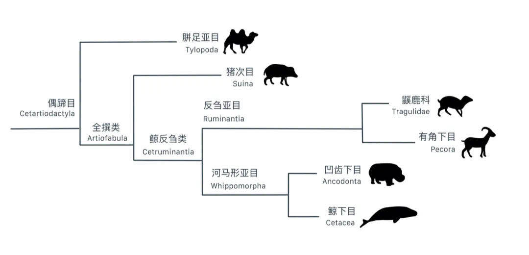 七夕撒狗粮 | "鲸豚"组了CP，它们真能一起做羞羞的事吗？