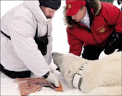 北极熊俄罗斯是如何争夺北极霸权的？