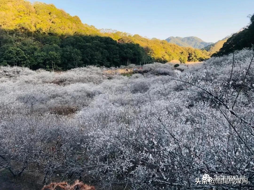 太美了！海丰这里藏着一大片白色如雪的梅花海，竟没人知道…