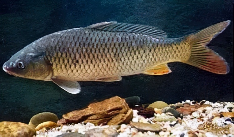 鱼类的天然食性：品种不同、大小不同，食性有异