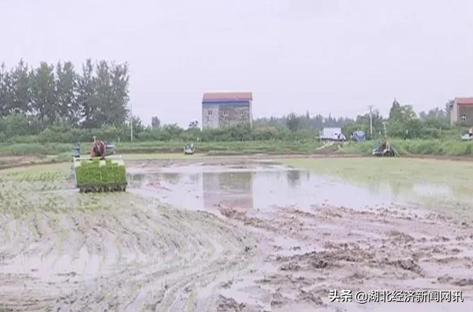 湖北云梦：虾稻共作 逐梦田园