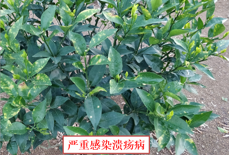 细菌性病害频发无好药？试试大蒜素，预防治疗兼备还具有附加功能