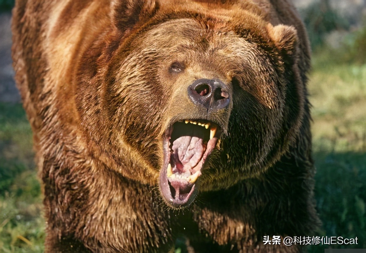 一印度男子参与斗鸡，意外被鸡伤了性命。斗鸡