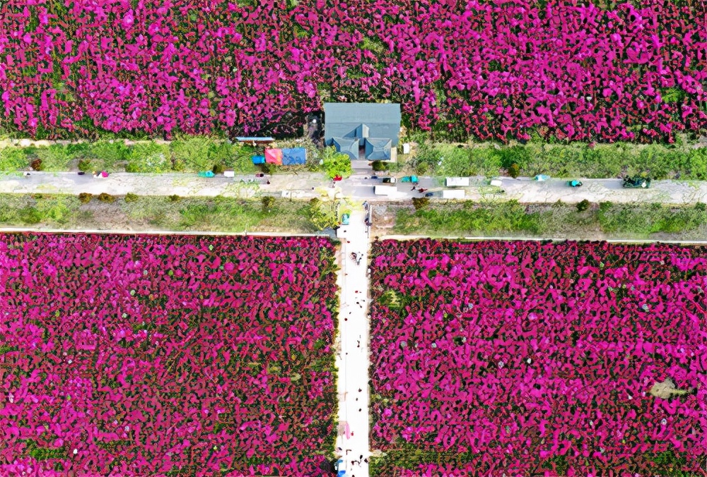 安徽亳州：立足高质量 建设“世界中医药之都”