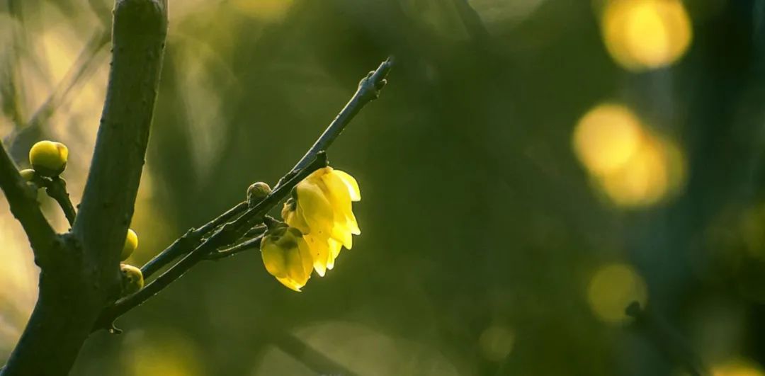 冬至之花—腊梅，斗寒傲霜，一股清香-第23张图片-诗句网