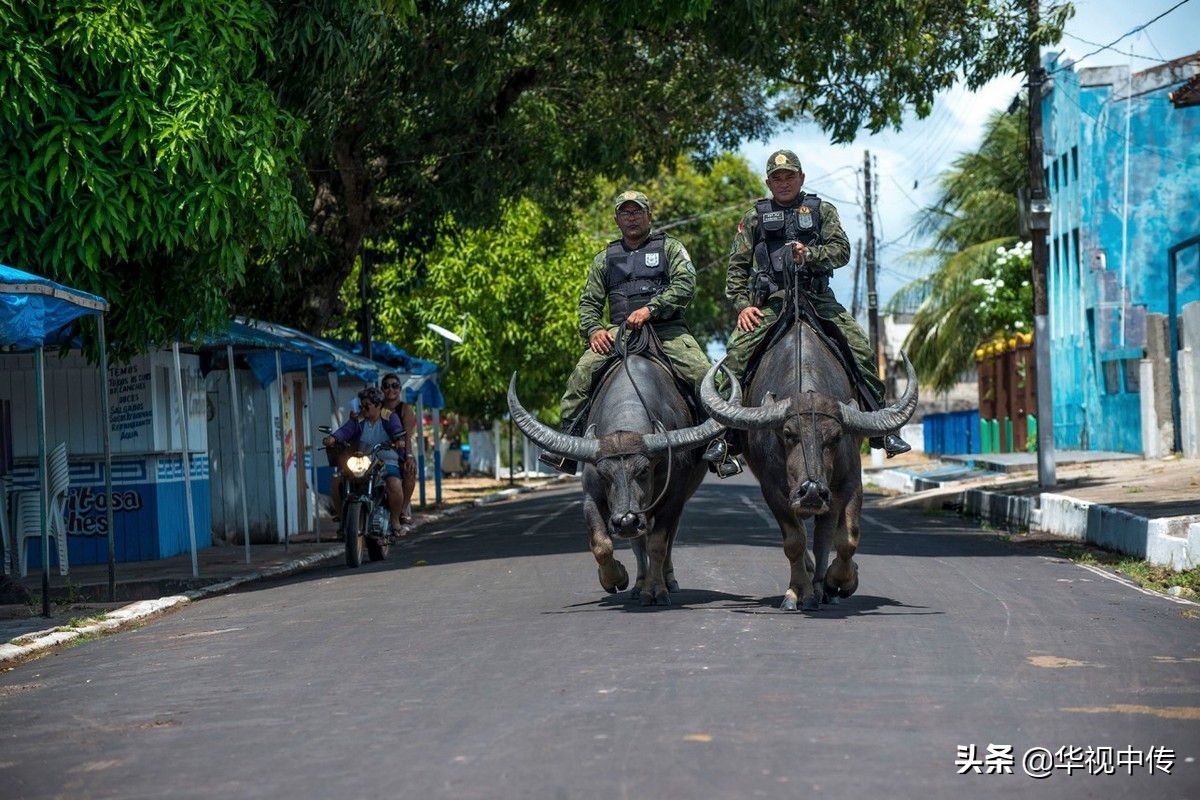 巴西警察的水牛坐骑：堪比太上老君的坐骑，个