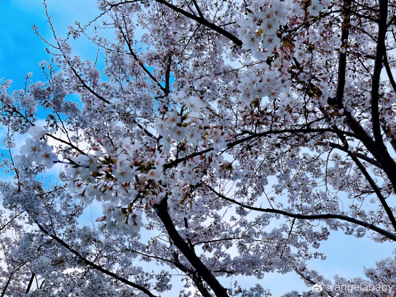 After with yellow dawn Ming Xiuen loves, baby is basked in according to be like a girl sweetly, make known his position to be able to have favour happening