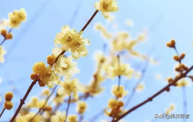 关于梅的诗句大全 梅雪争春未肯降，骚人阁笔费评章图片