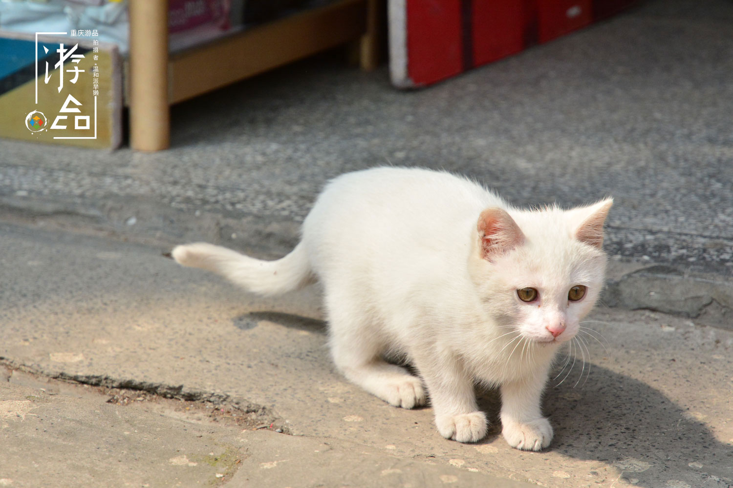 重庆常被误解的地名：权贵所在的鹅岭，是否应该恢复原名？