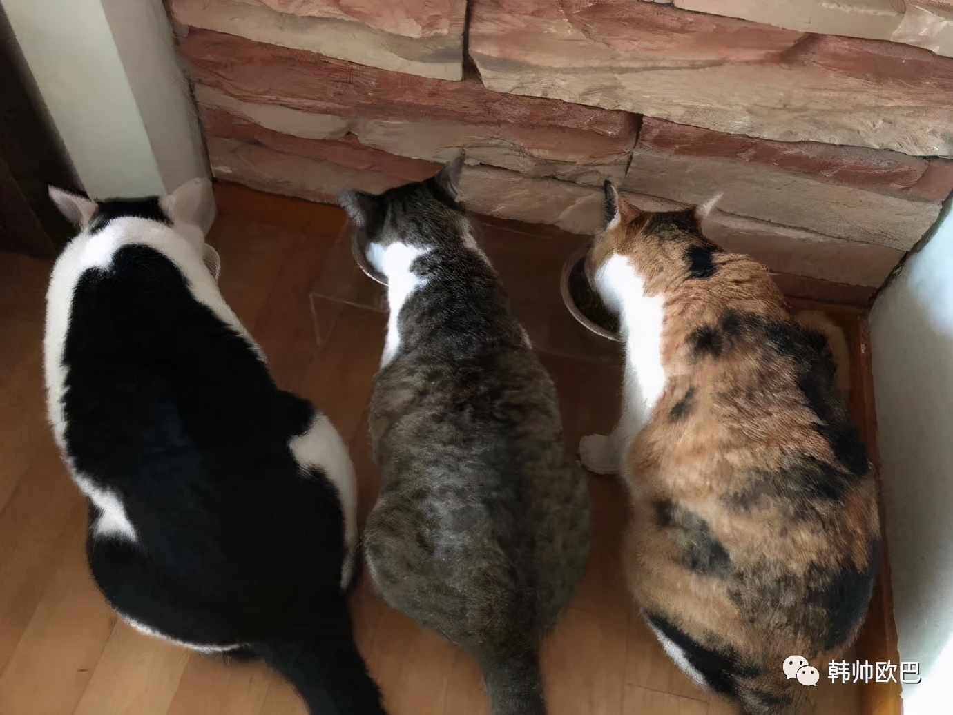 炫耀猫咪的这位男团爱豆 明明对毛过敏却收养了三只流浪猫51韩团 韩国娱乐 韩国女团 韩国男团