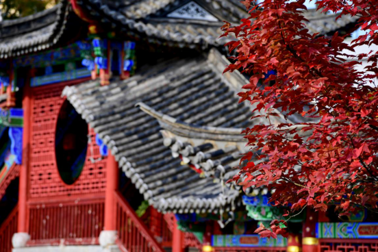云南省罗平县：一叶知秋