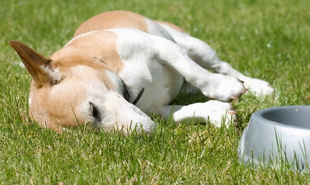 狗狗吃草，不仅是为了助消化，还有这几个原因