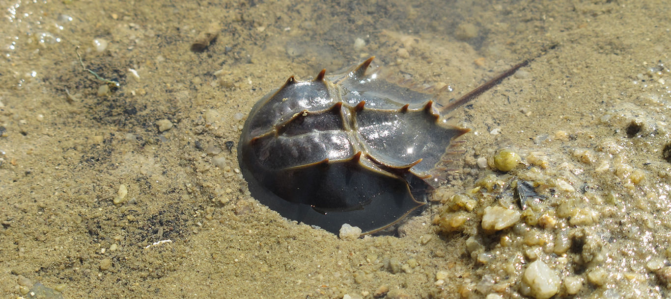 中华鲎之灾中国每年消耗10万对野味餐桌是罪恶之源