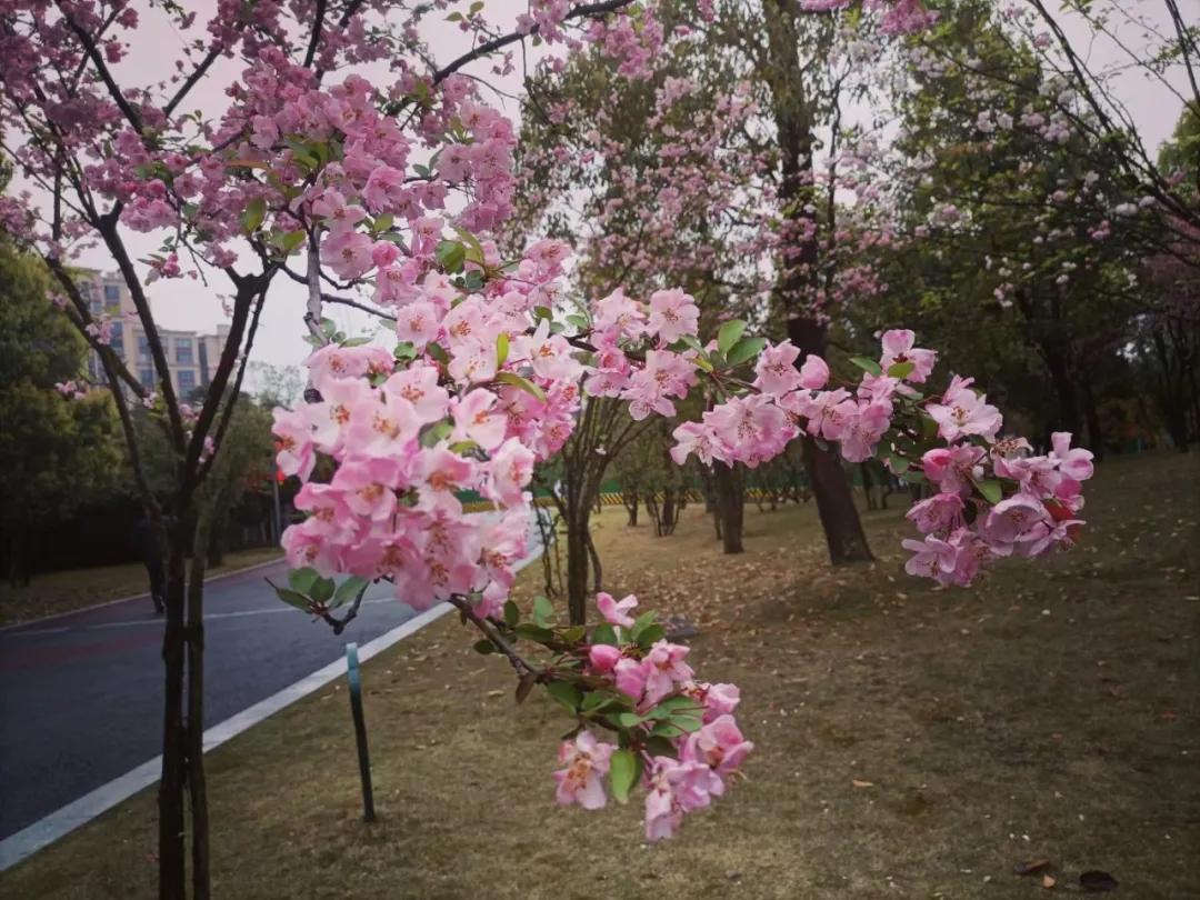 成都市双流区九江小学丨巾帼心向党 奋斗新征程