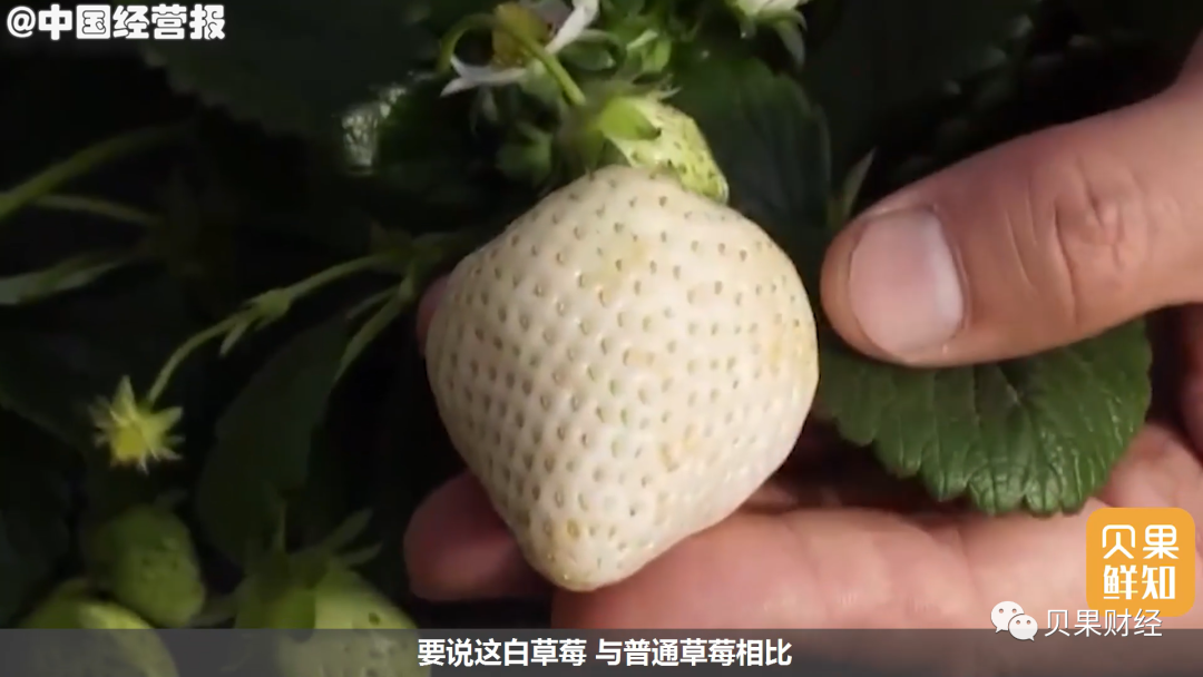 一颗就要20元人民币，白富美草莓横空出世，白色的就能这么贵？