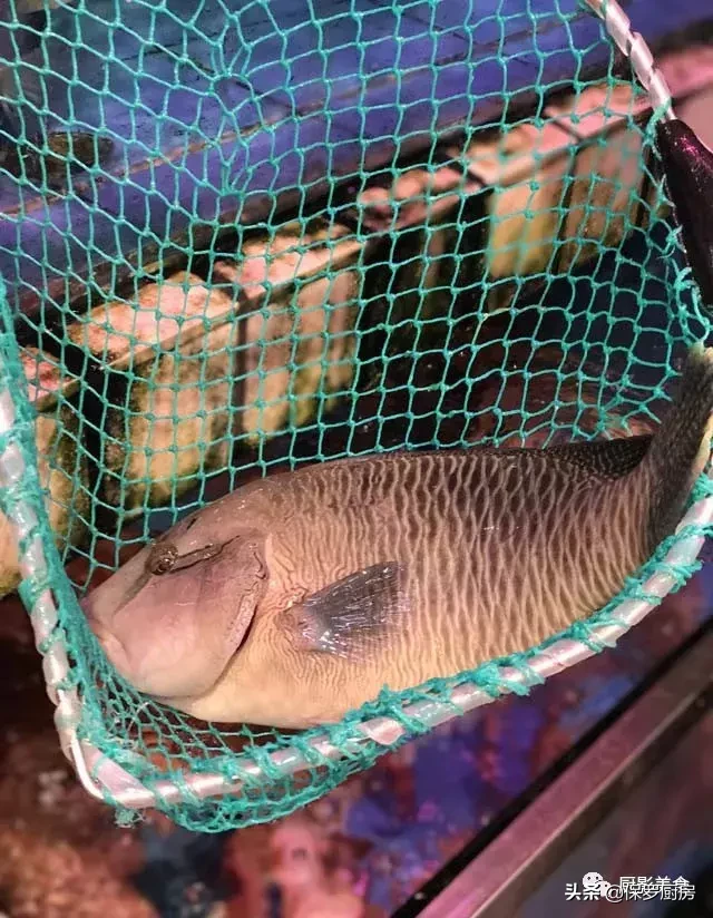 史上最全的顶级“海鱼”海鲜大全,全吃过的你人生就到达了巅峰!