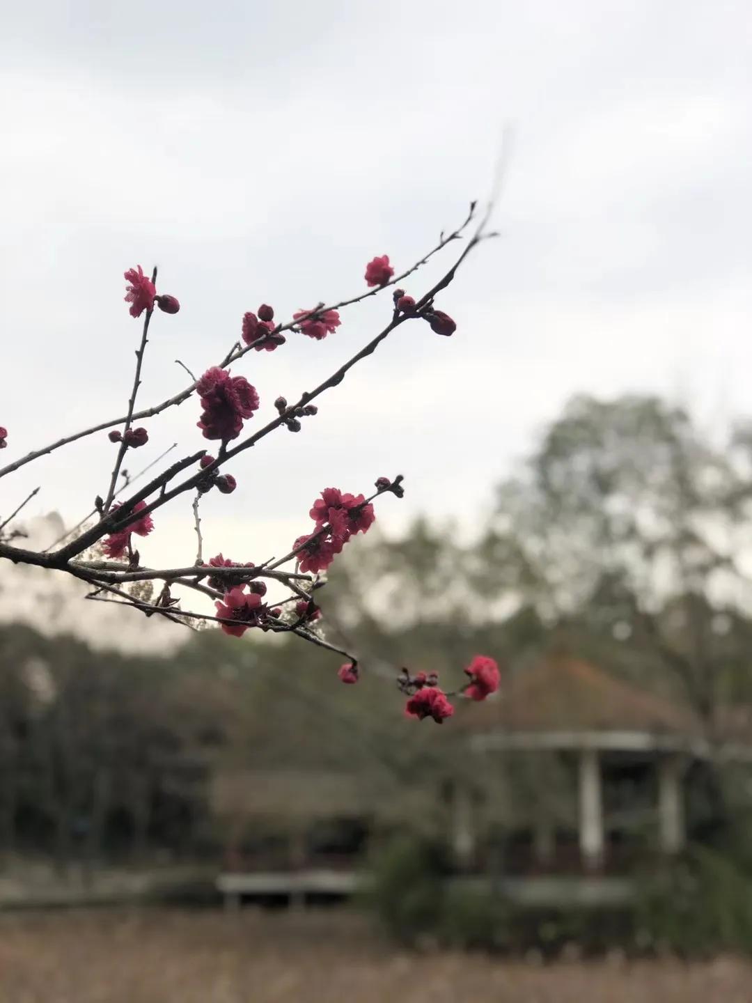 成都市双流区九江小学丨巾帼心向党 奋斗新征程