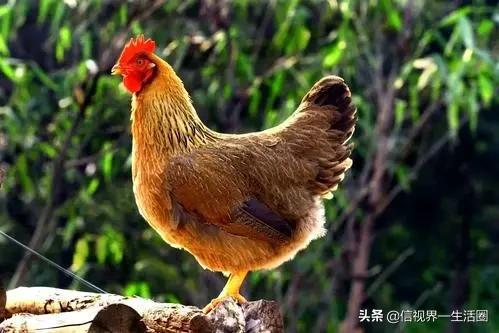 廣東最好吃的十種雞